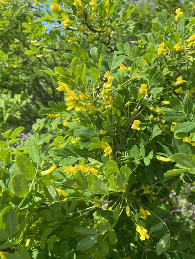Siperianhgernepensas